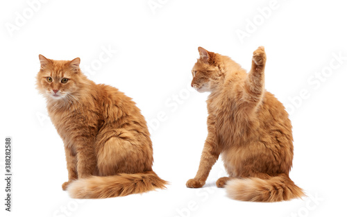 Fototapeta Naklejka Na Ścianę i Meble -  adult fluffy red cat sitting and raised its front paws up