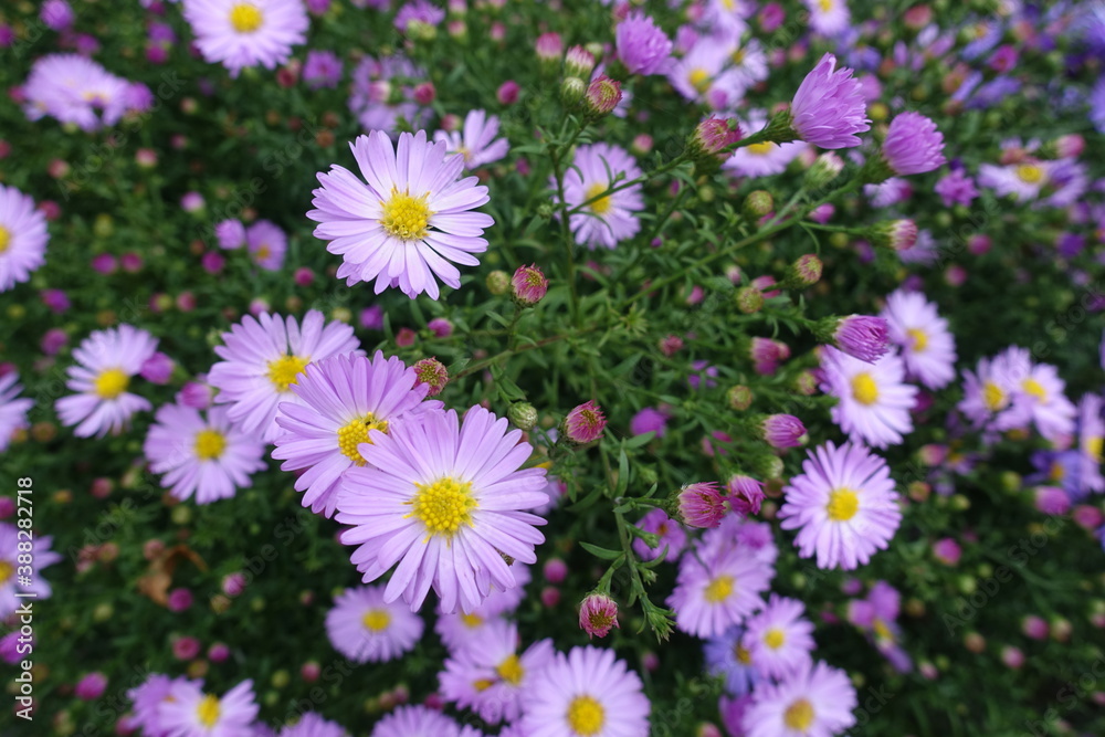 Close view of light pink flowers of Michaelmas daisies in October Close view of light pink flowers of Michaelmas daisies in October