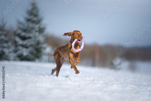 Fototapeta Naklejka Na Ścianę i Meble -  Dog in the winter in nature. Active Hungarian vizsla running on the snow