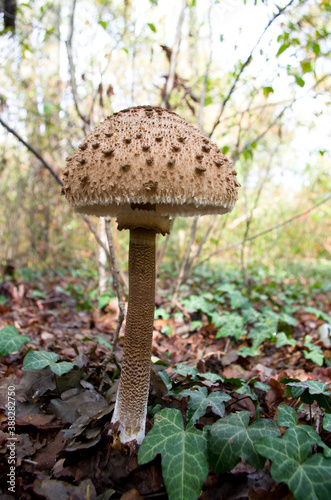 Mazza di tamburo (Macrolepiota Procera) grosso fungo