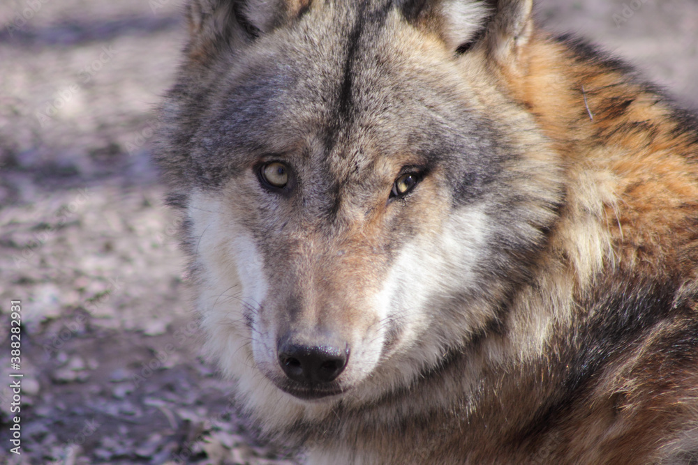 Portrait: Der Wolf