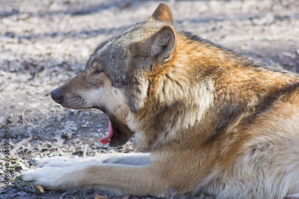 Obraz premium Portrait: Der Wolf