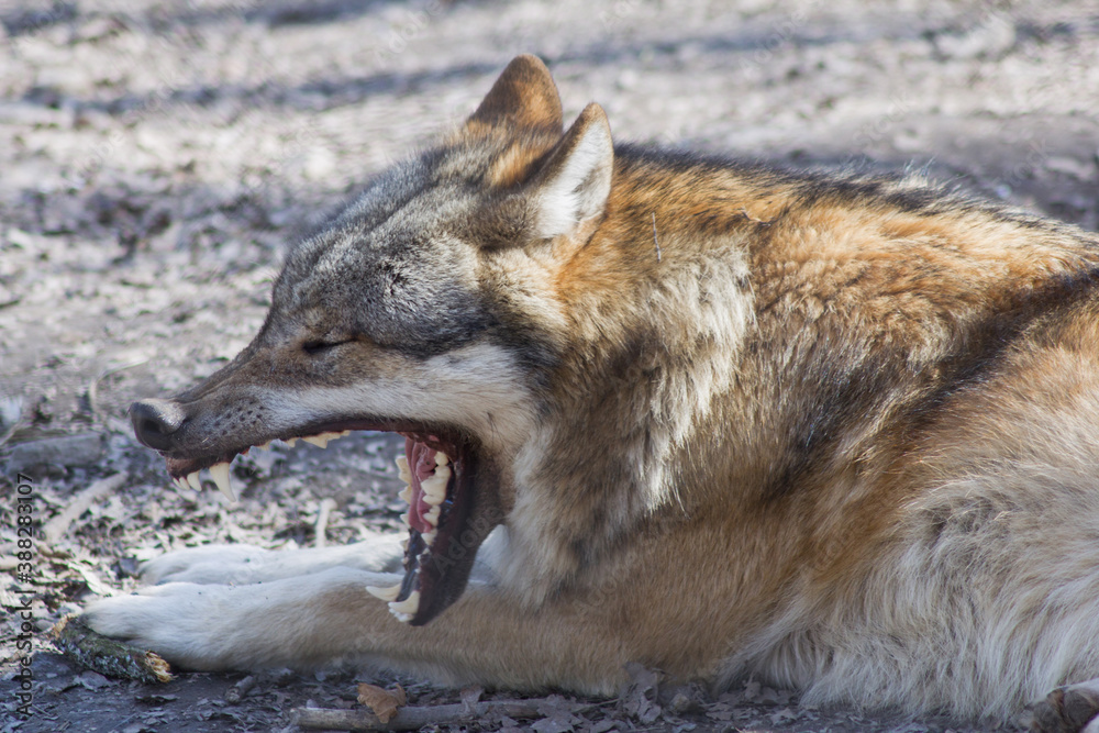 Obraz premium Portrait: Der Wolf