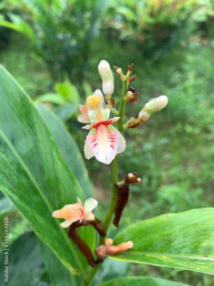 Close up galangal flowers blooming in farm. Close up galangal flowers blooming in farm.