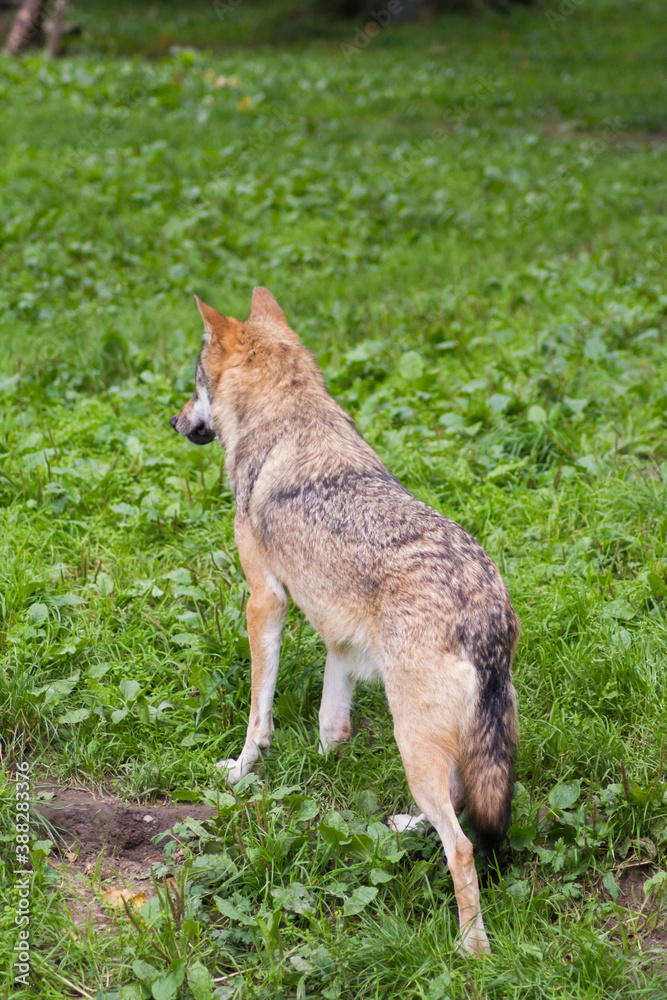 Der Wolf (Canis Lupus) ist derzeit das größte Raubtier aus der Familie der Hunde (Canidae) Der Wolf (Canis Lupus) ist derzeit das größte Raubtier aus der Familie der Hunde (Canidae)