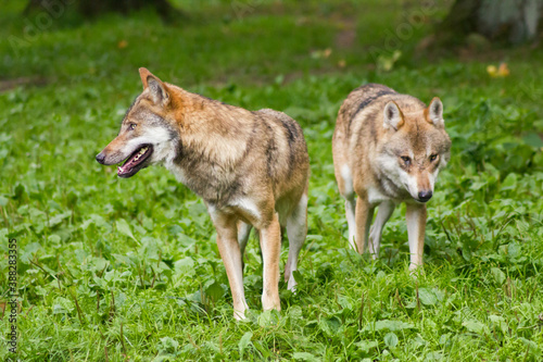 Der Wolf  Canis Lupus  ist derzeit das gr    te Raubtier aus der Familie der Hunde  Canidae 