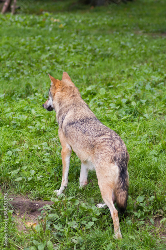 Der Wolf (Canis Lupus) ist derzeit das größte Raubtier aus der Familie der Hunde (Canidae)