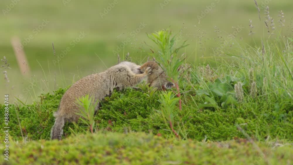 Arctic ground squirrels in nature, Alaska, USA Arctic ground squirrels in nature, Alaska, USA