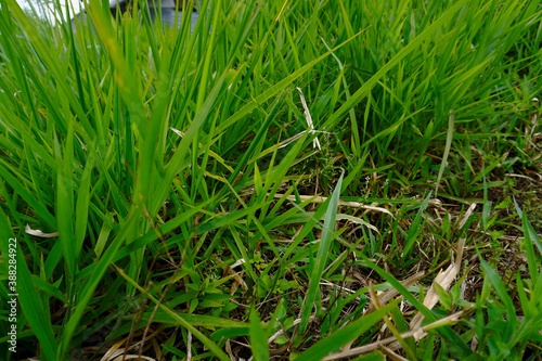 Green Lolium grass thrives fresh.