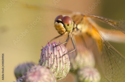 Photo of a dragonfly close-up, in the light of the autumn evening sun