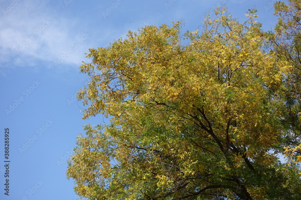 Autumnal foliage of Styphnolobium japonicum against blue sky in mid October Autumnal foliage of Styphnolobium japonicum against blue sky in mid October