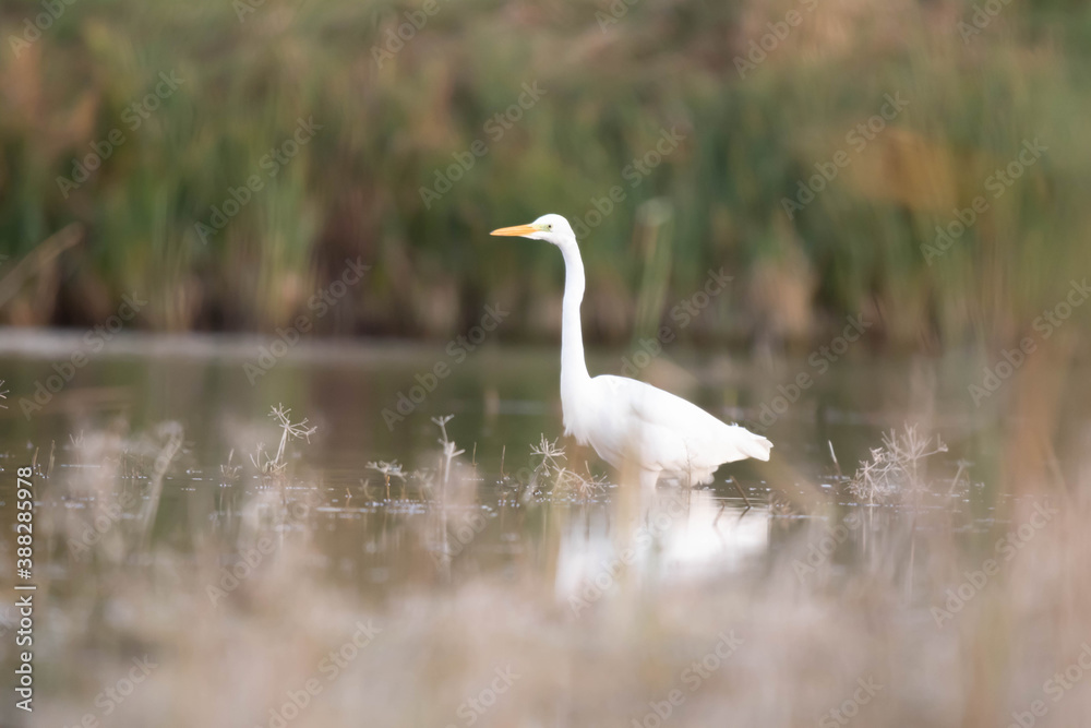 Czapla biała Egretta alba Czapla biała Egretta alba
