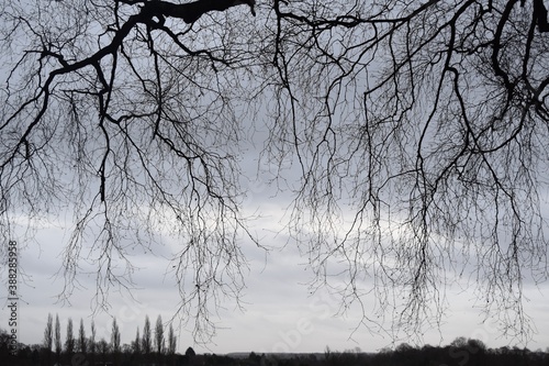 Birch branches against grey sky, England 