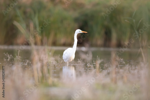 Fototapeta Czapla biała Egretta alba