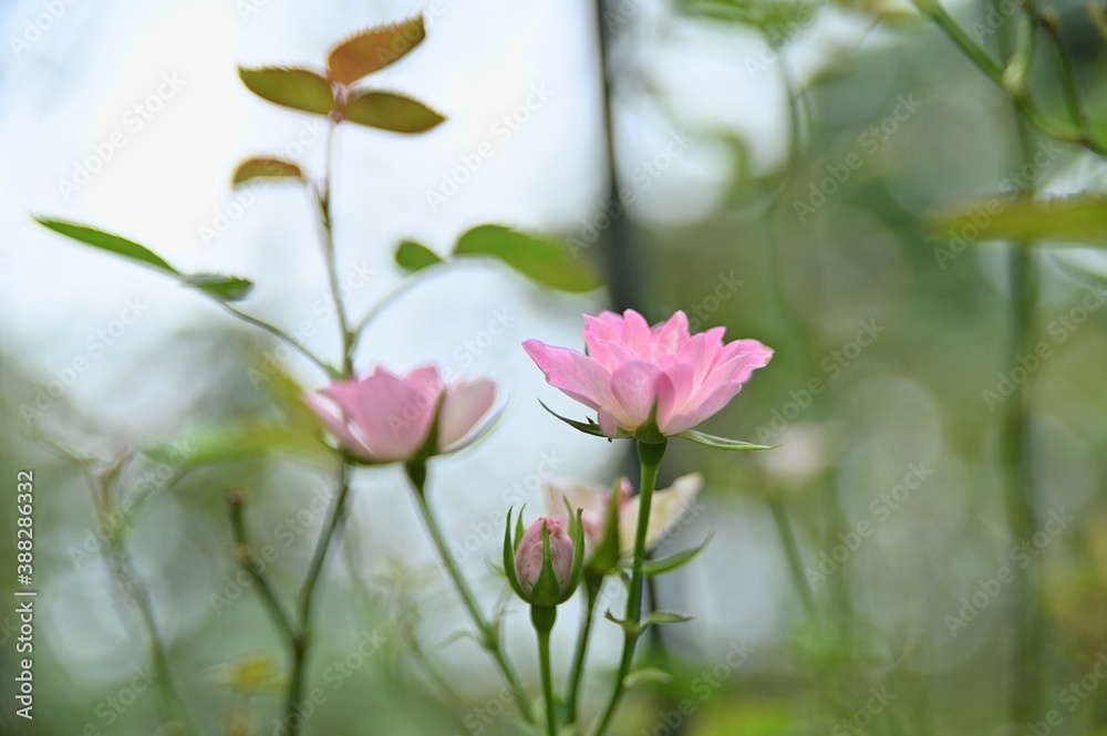 Obraz premium Selective focus on the petals in the foreground. Close-up of beautiful rose in the garden against the blurred background.