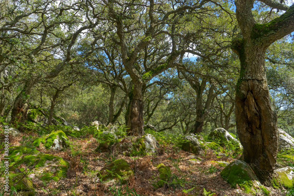 Bosque jurásico en el interior del parque natural de los alcornocales, Andalucía Bosque jurásico en el interior del parque natural de los alcornocales, Andalucía