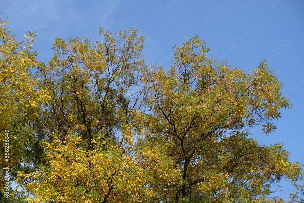Green and yellow foliage of Styphnolobium japonicum against blue sky in mid October