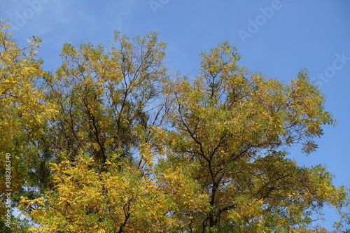 Green and yellow foliage of Styphnolobium japonicum against blue sky in mid October