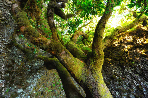 Sacred tree Garoe in El Hierro island, Canary Islands, Spain. High quality photo photo