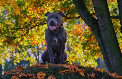 Adorable Staffordshire Bull Terrier Sits on Small Hill in Autumn Nature. Cute Blue Staffy Poses in Fall Season.
