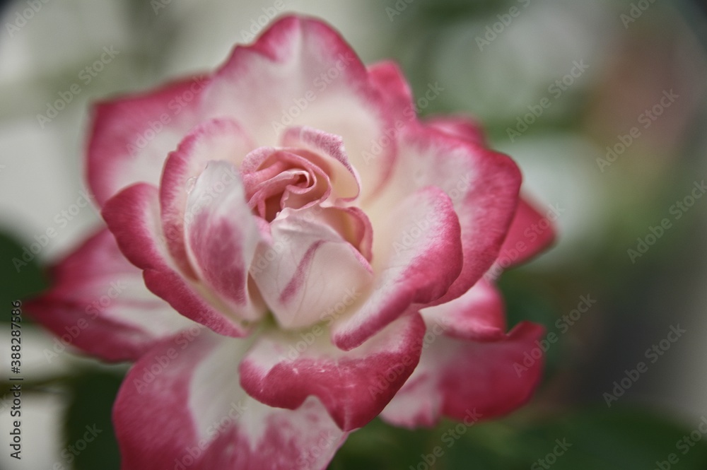 Selective focus on the petals in the foreground. Close-up of beautiful rose in the garden against the blurred background. Selective focus on the petals in the foreground. Close-up of beautiful rose in the garden against the blurred background.