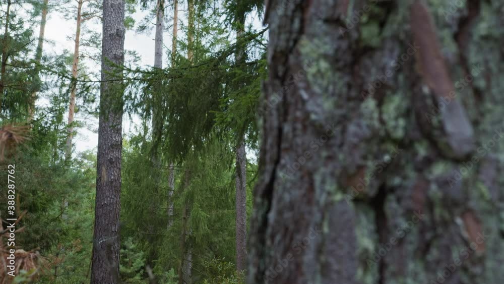 Slow camera slide from right to left in front of a tree trunk, 4k Slow camera slide from right to left in front of a tree trunk, 4k