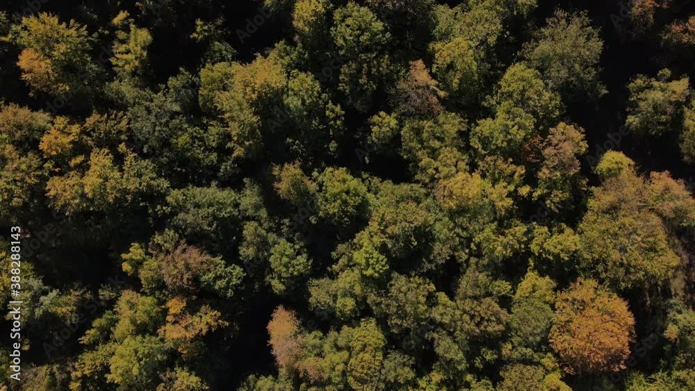 Rotating bird's eye view of a forest in autumn 4K Rotating bird's eye view of a forest in autumn 4K