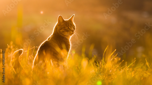 Sticker house cat on a field in sunset golden hour