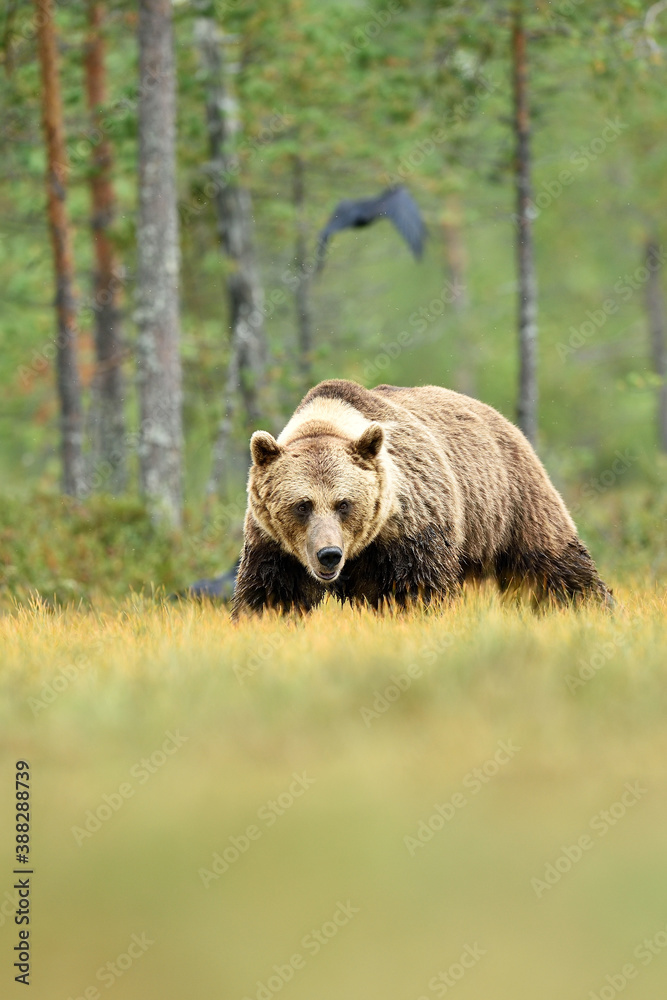 Fototapeta premium Big male brown bear with a white collar in swamp