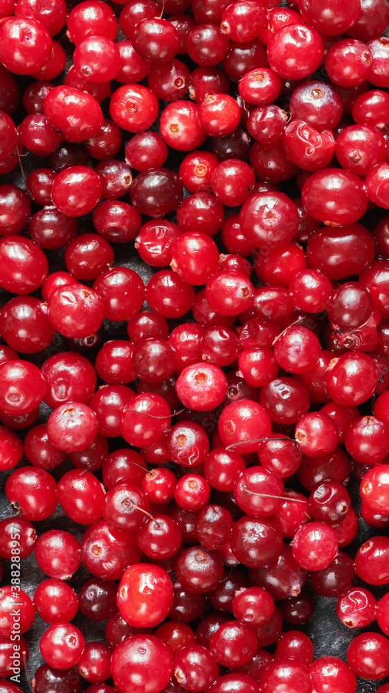 Fresh cranberries close-up. Vertical textured background, top view
