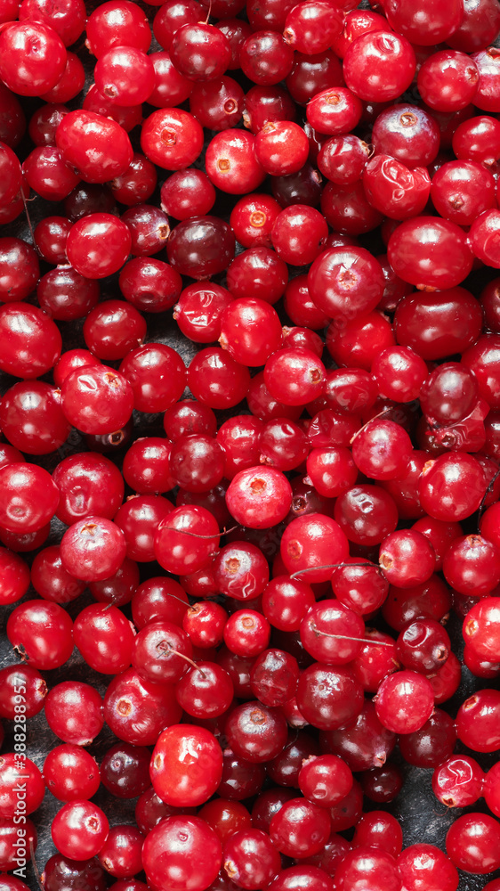 Fresh cranberries close-up. Vertical textured background, top view Fresh cranberries close-up. Vertical textured background, top view