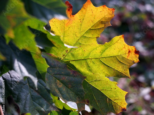 young maple tree with green leaves in the autumn sun with one colorful orange-red leaf  sunny autumn day