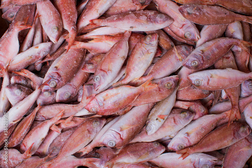 Red frozen fish