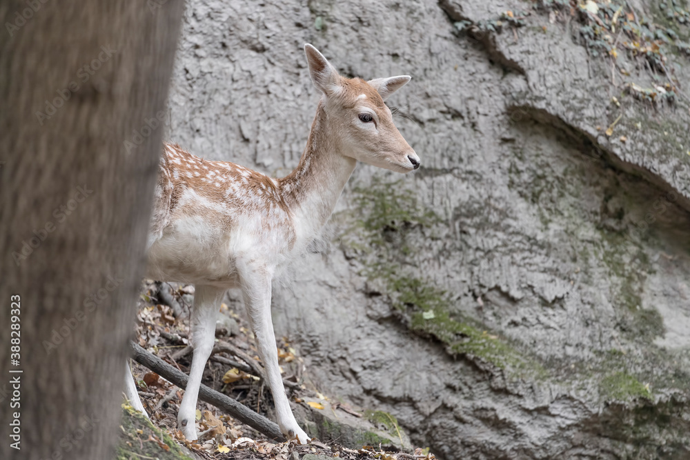 Fallow deer female in autumn season (Dama dama) Fallow deer female in autumn season (Dama dama)