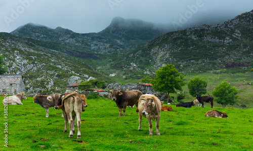 Majada de Belbín, Picos de Europa National Park, Asturias, Spain, Europe