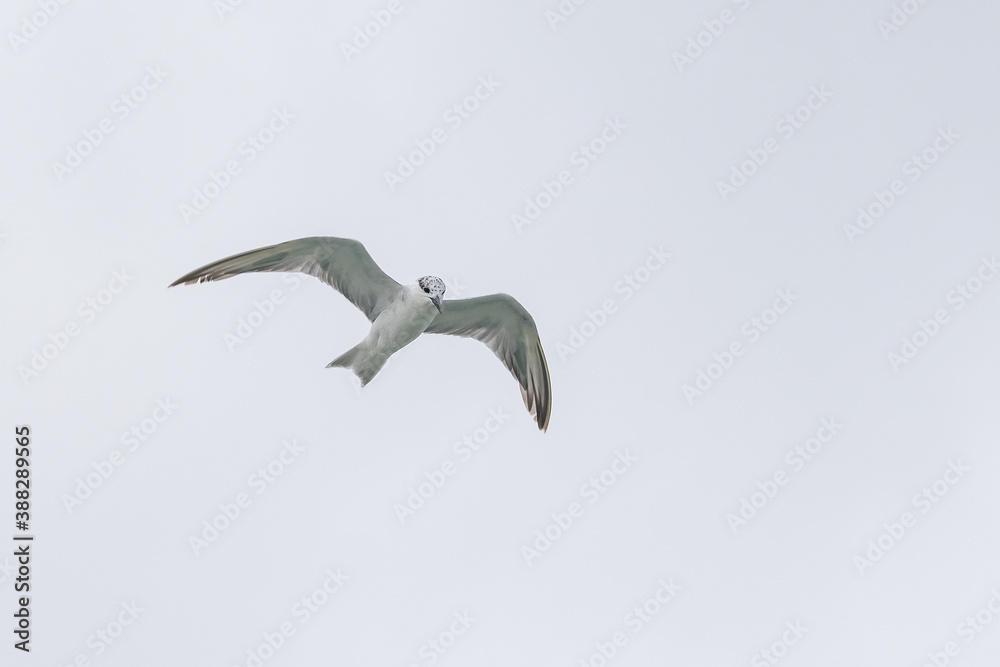 Obraz premium Seagull in flight against the sky with white sky