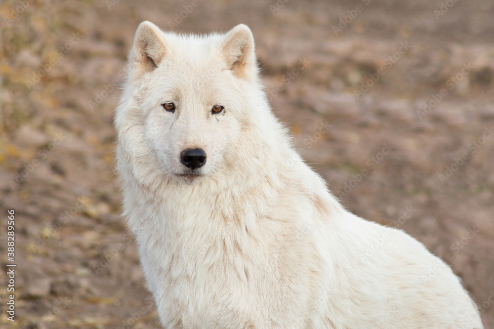 Portrait of wild alaskan tundra wolf close up. Canis lupus arctos. Polar wolf or white wolf.