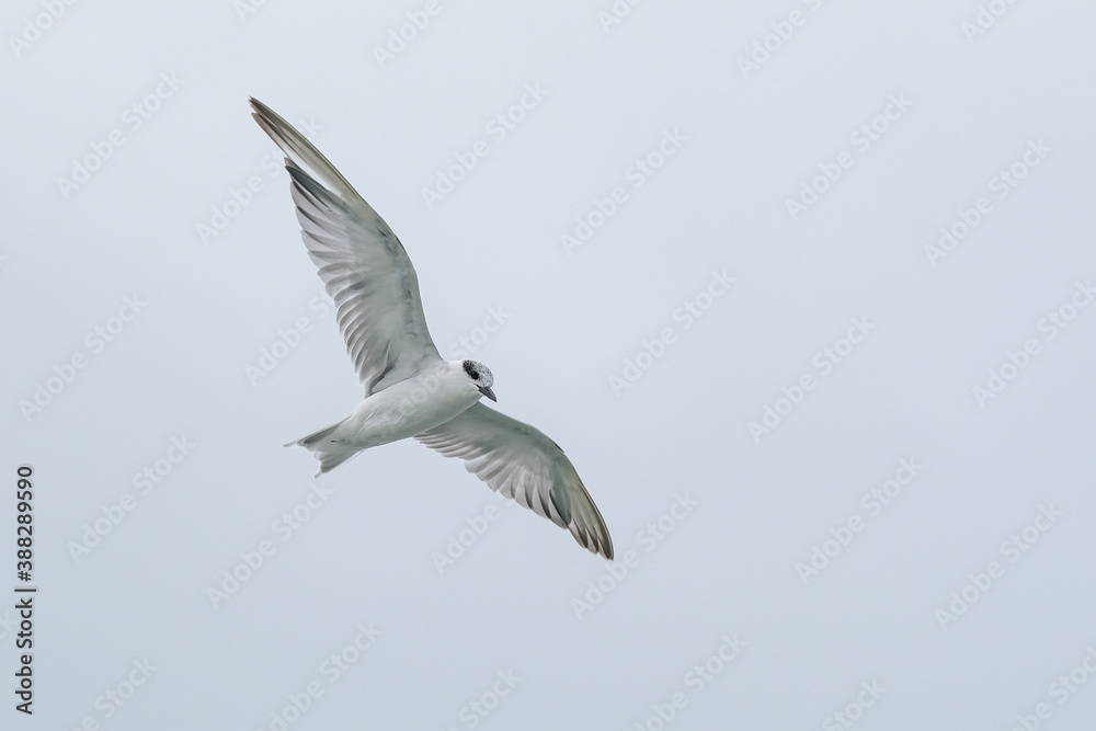 Obraz premium Seagull in flight against the sky with white sky