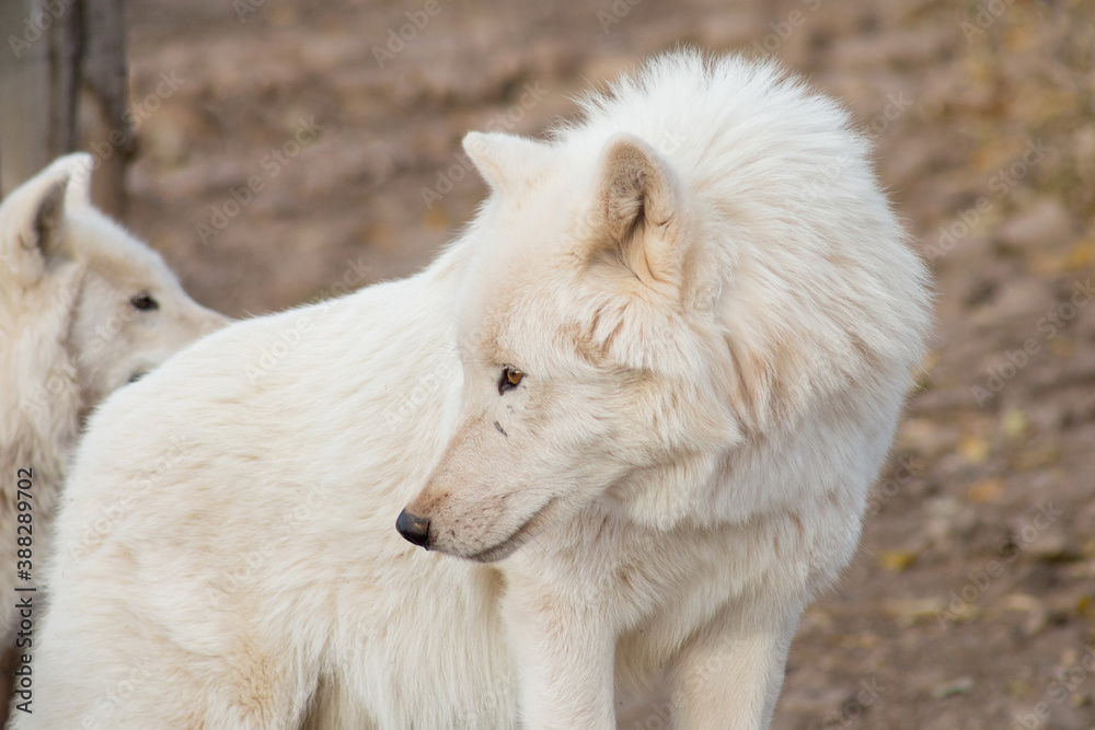 Cute wild alaskan tundra wolf close up. Canis lupus arctos. Polar wolf or white wolf. Cute wild alaskan tundra wolf close up. Canis lupus arctos. Polar wolf or white wolf.
