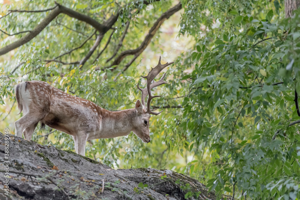 Naklejka premium Isolated Fallow deer male at morning (Dama dama)