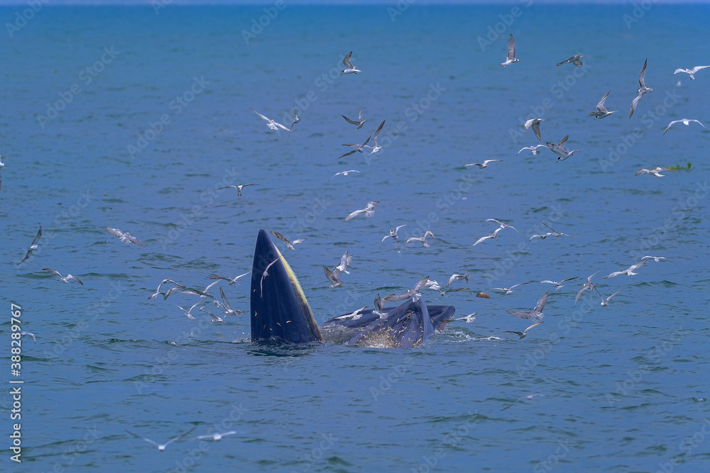 Fototapeta premium The Bruda Whale group is diving in the sea at Bang Tabun, Petchaburi Province, one of the central provinces of Thailand.
