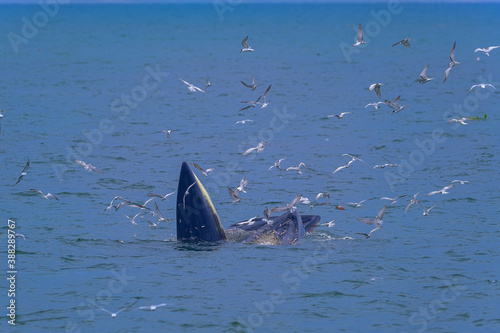 The Bruda Whale group is diving in the sea at Bang Tabun, Petchaburi Province, one of the central provinces of Thailand.