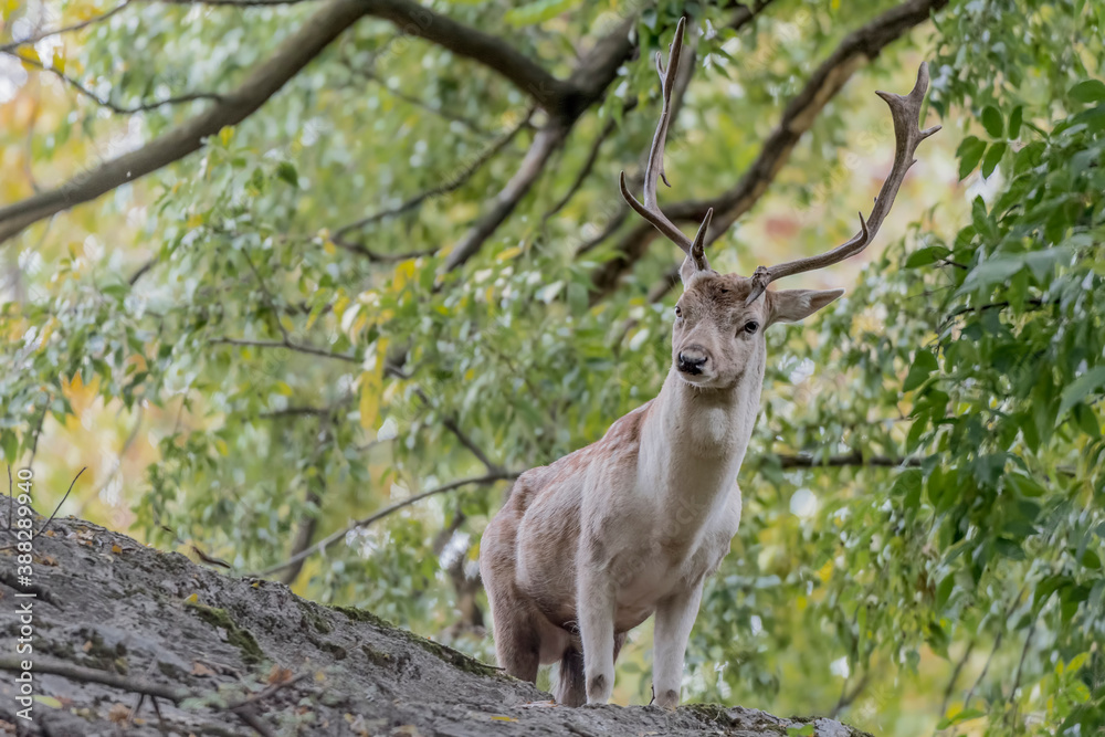 Fallow deer in the woods (Dama dama) Fallow deer in the woods (Dama dama)