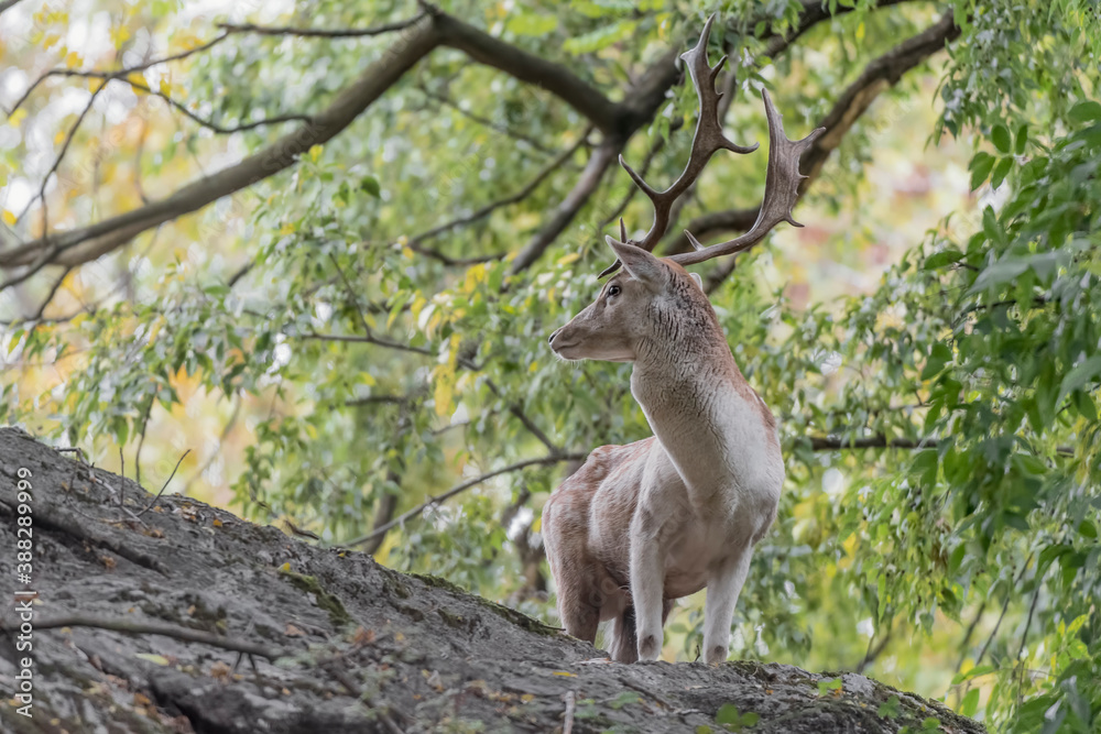 Naklejka premium Fallow deer in the wild forest (Dama dama)