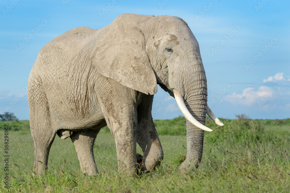 African elephant (Loxodonta africana) bull standing on savanna, eating grass, Amboseli national park, Kenya.