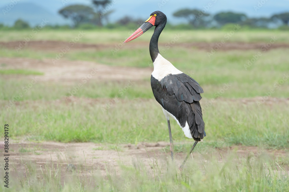 Naklejka premium Saddle-billed stork (Ephippiorhynchus senegalensis) standing on savanna, Amboseli national park, Kenya.