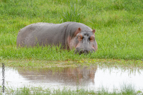 Hippopotamus (Hippopotamus amphibius) in reeds from lakeshore, with reflection, Amboseli national park, Kenya.