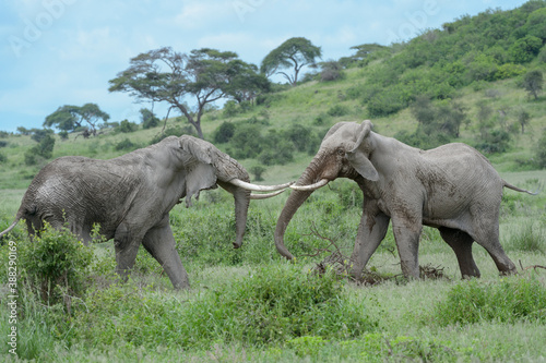 Two African elephant  Loxodonta africana  bulls fighting for dominance  Amboseli national park  Kenya.