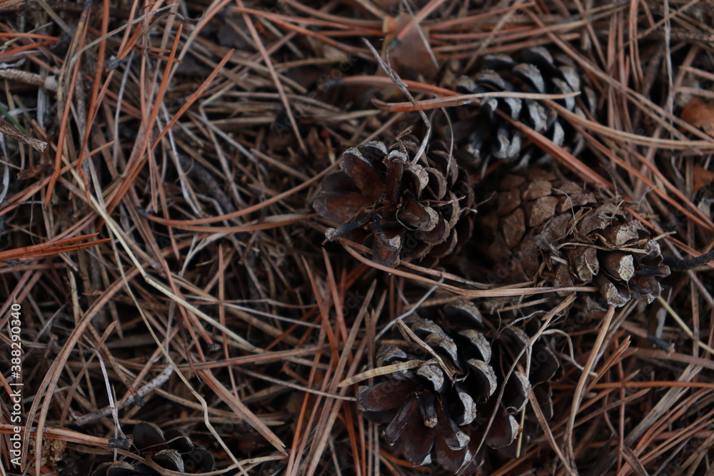 close up of a trunk