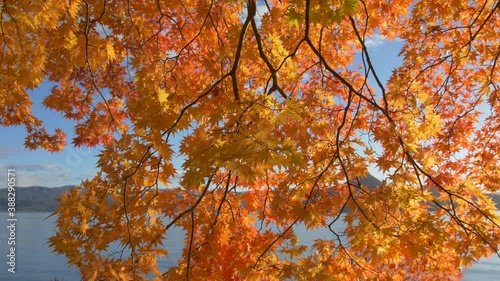 Wallpaper Mural 湖畔の紅葉 Torontodigital.ca